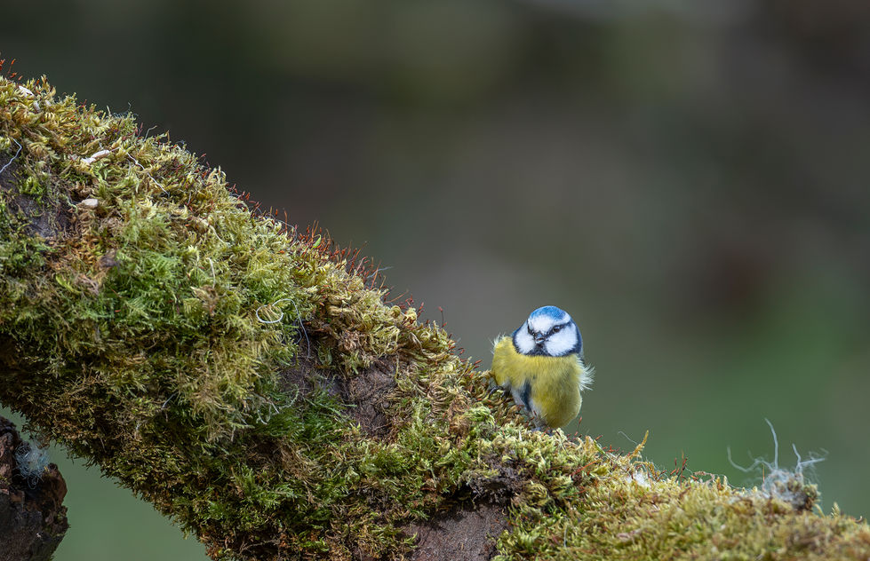 Blue Tit Awen Hide