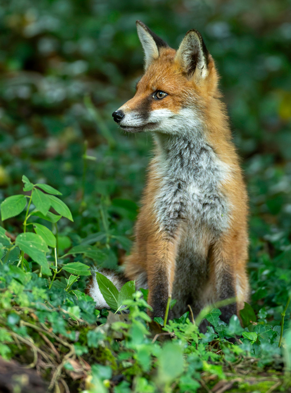 Red counrty fox 14