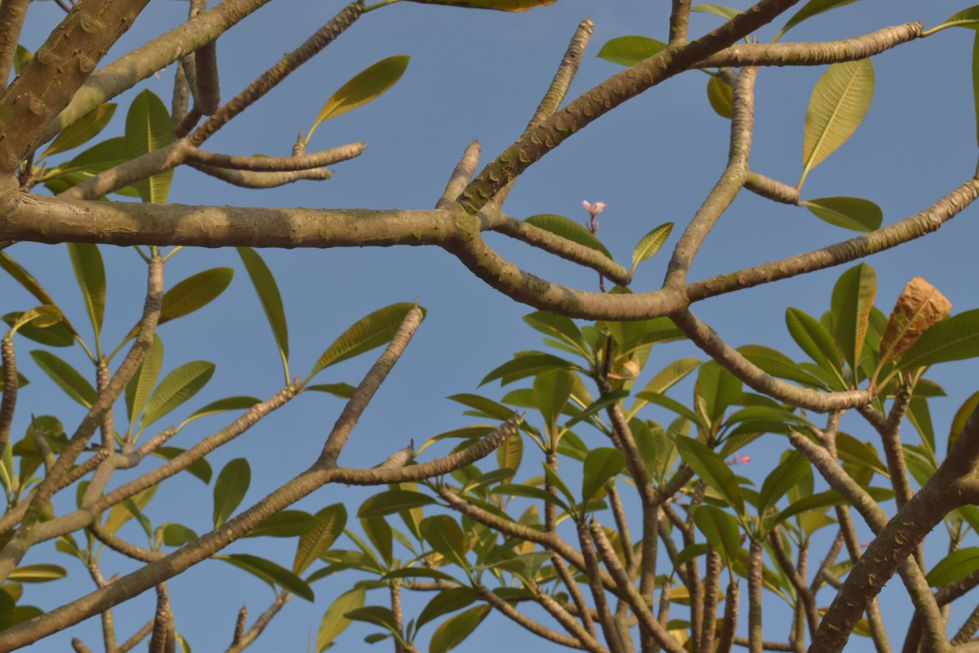 Frangipani-VN
