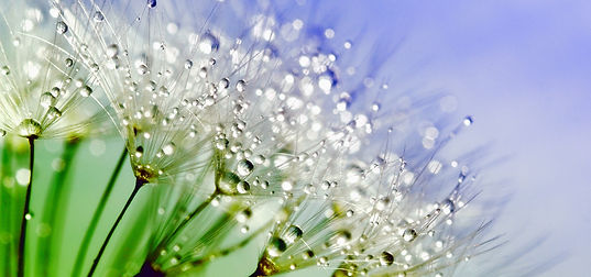 Plumerillo con gotas rocío.jpg