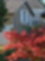 Red Acer At B&B Entrance