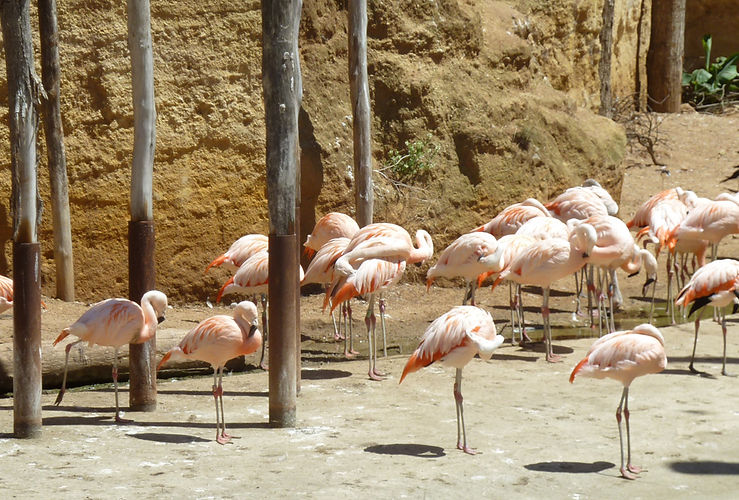Pink Flamingos at Bioparc Doue la Fontaine France