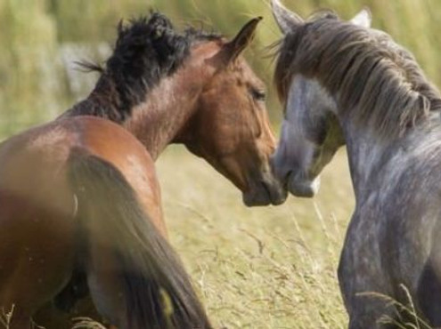 Horse Riding Stables Vienne