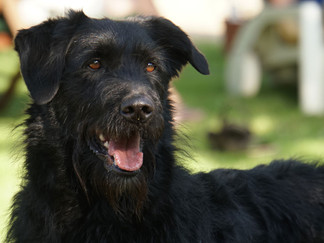 Doug the Black Wolf