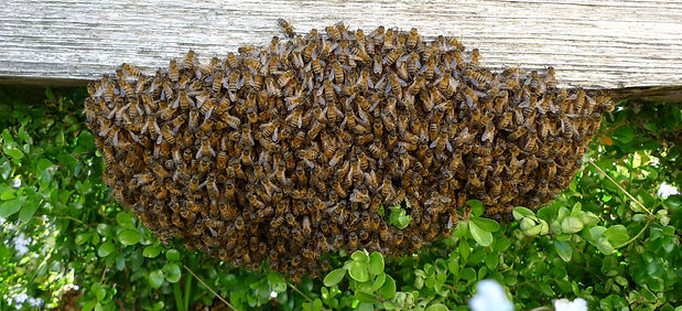 swarm.jpg