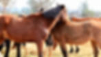 Slow Down~ get to know the herd- experience horse culture