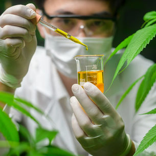 thc concentrate