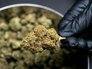 cannabis buds