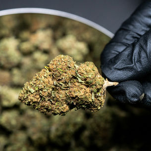 cannabis buds