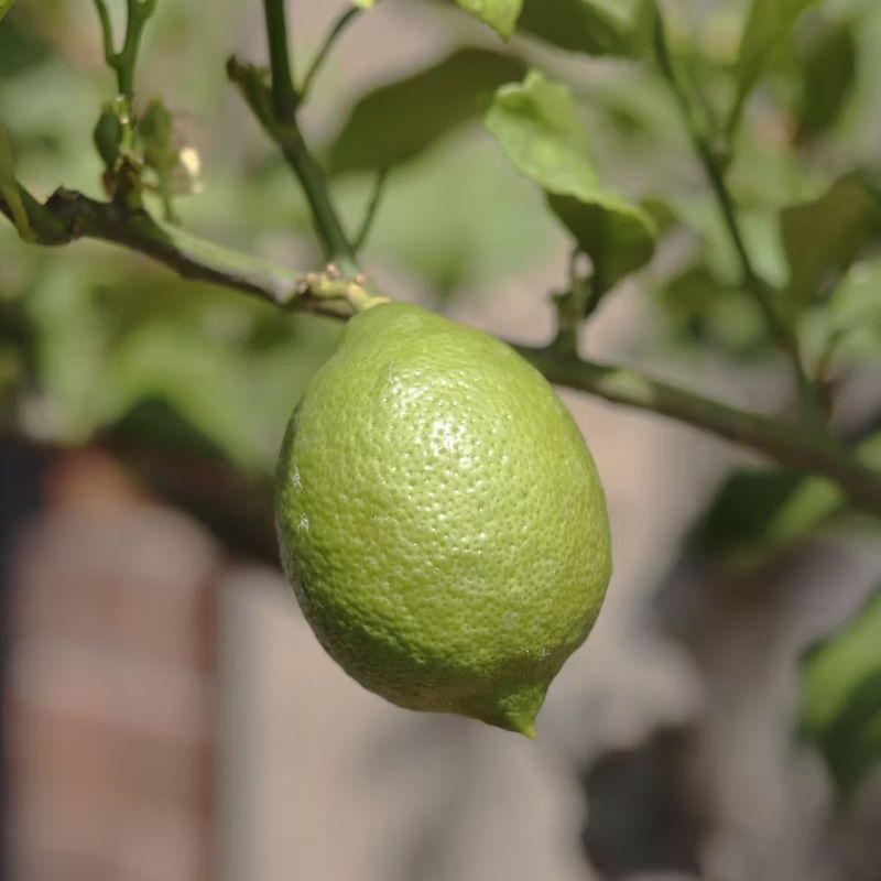VIETNAM SEEDLESS LIME