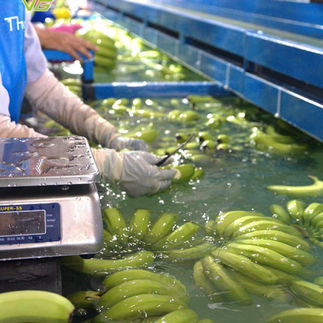 Highland Bananas