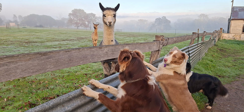 Dogs greeting alpacas across a fence in regional Australia.