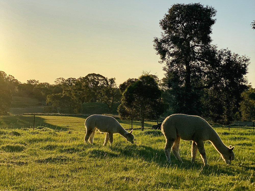 How much does an alpaca cost in Australia? How much does an alpaca cost in Australia?