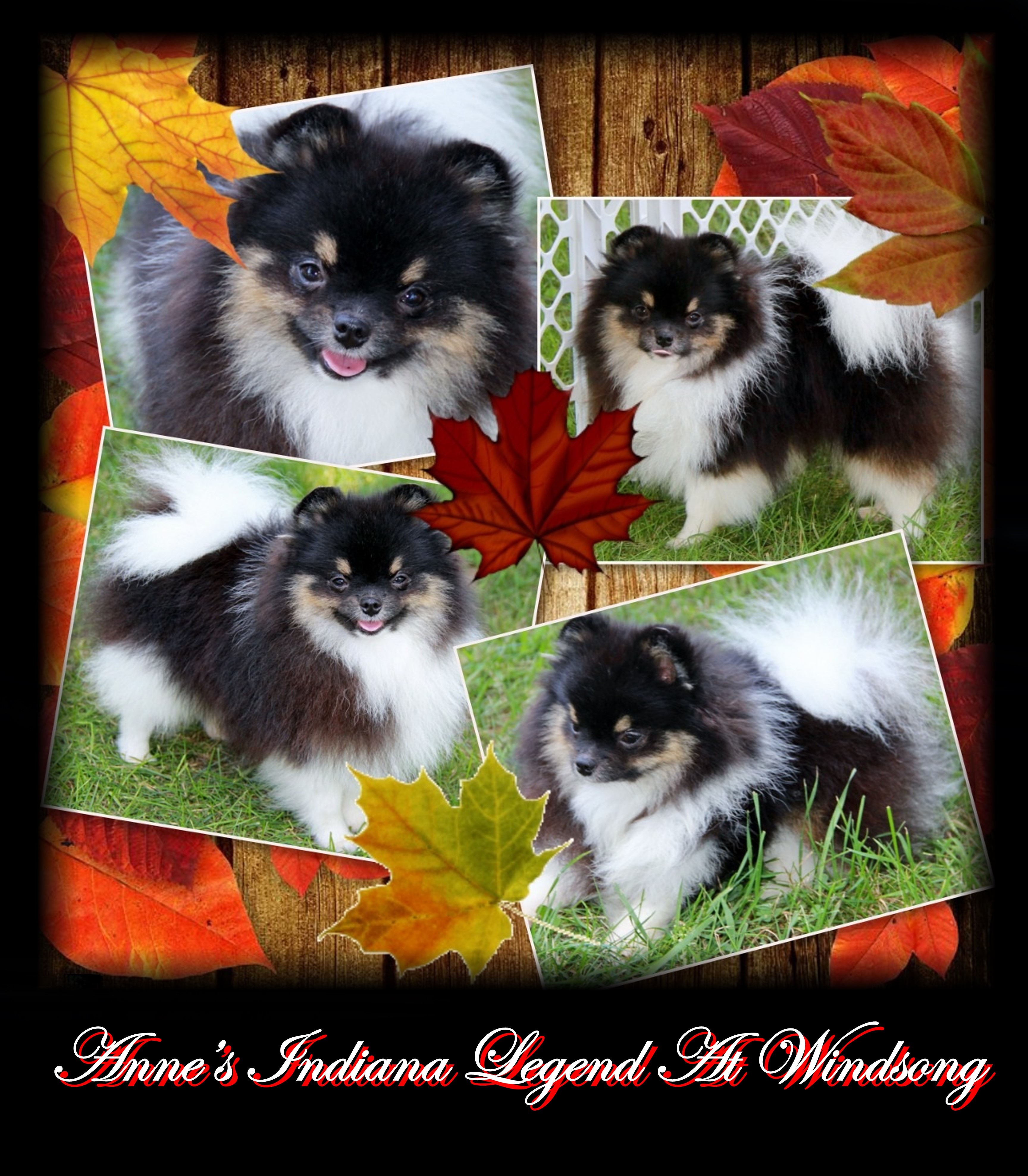 windsong pomeranians