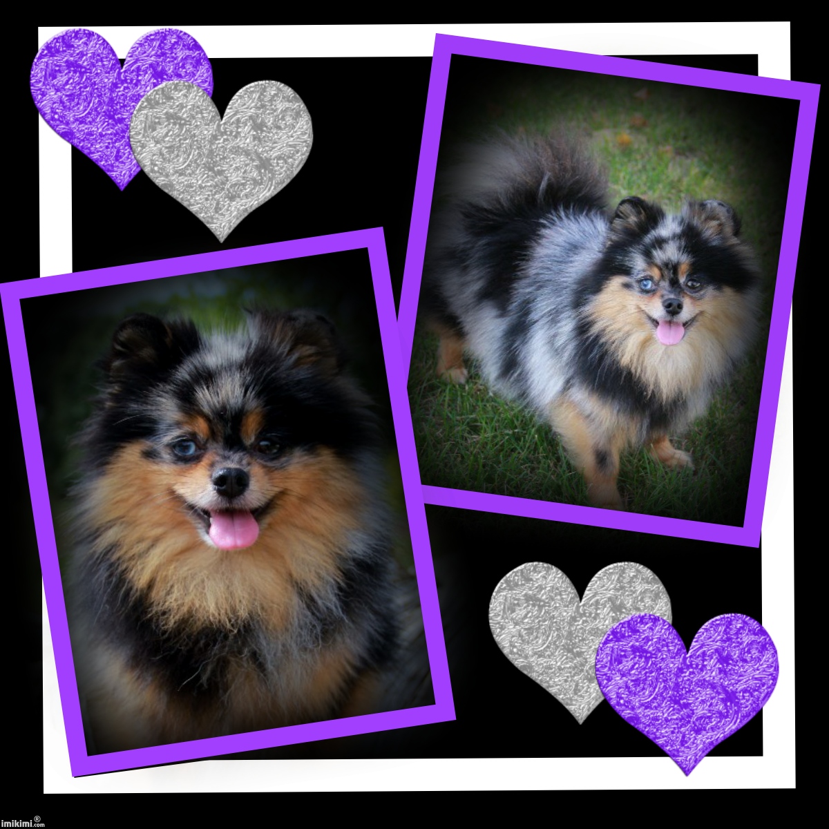 windsong pomeranians