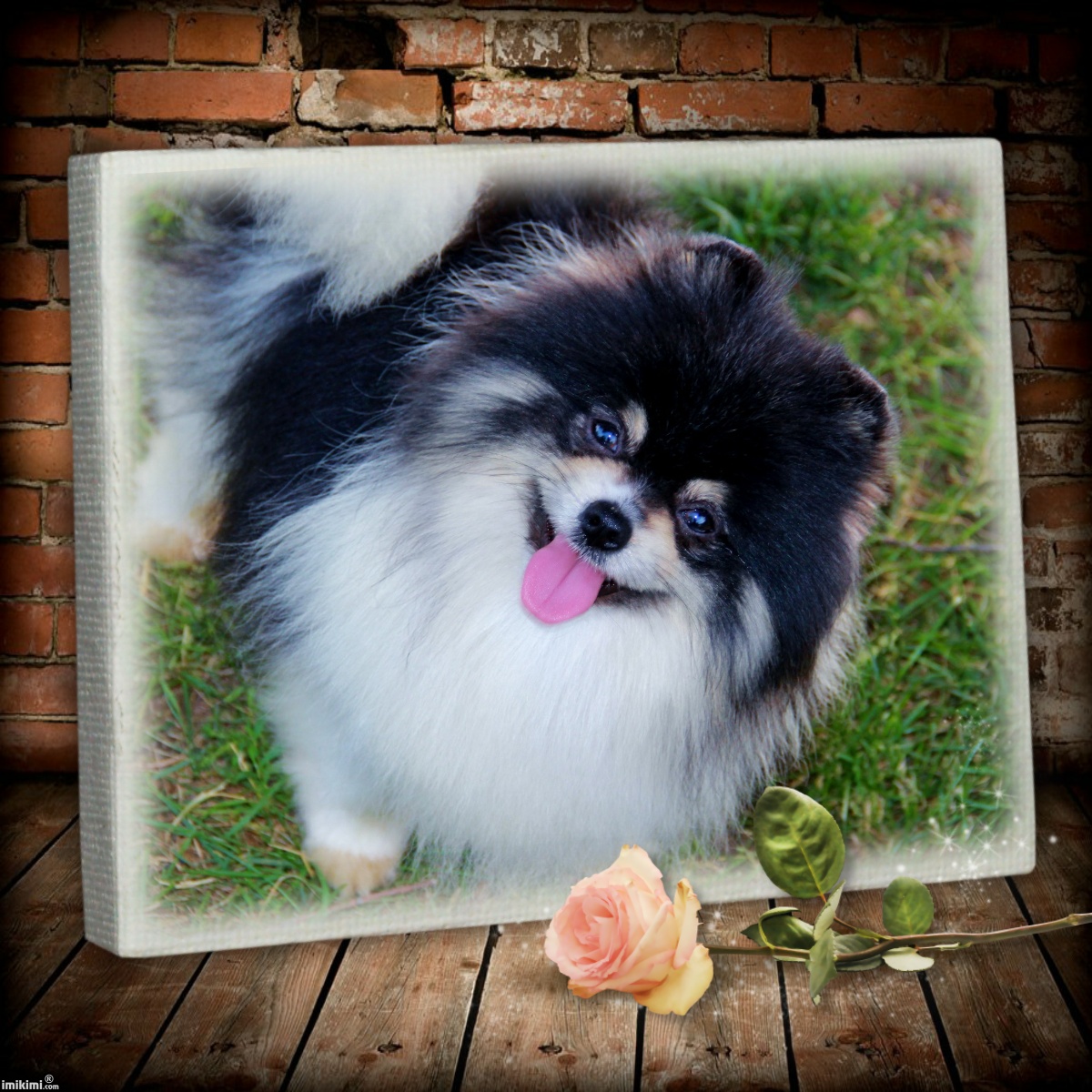 windsong pomeranians