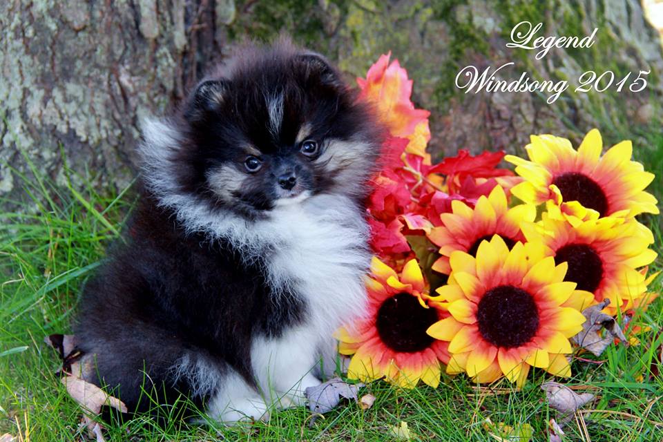 windsong pomeranians