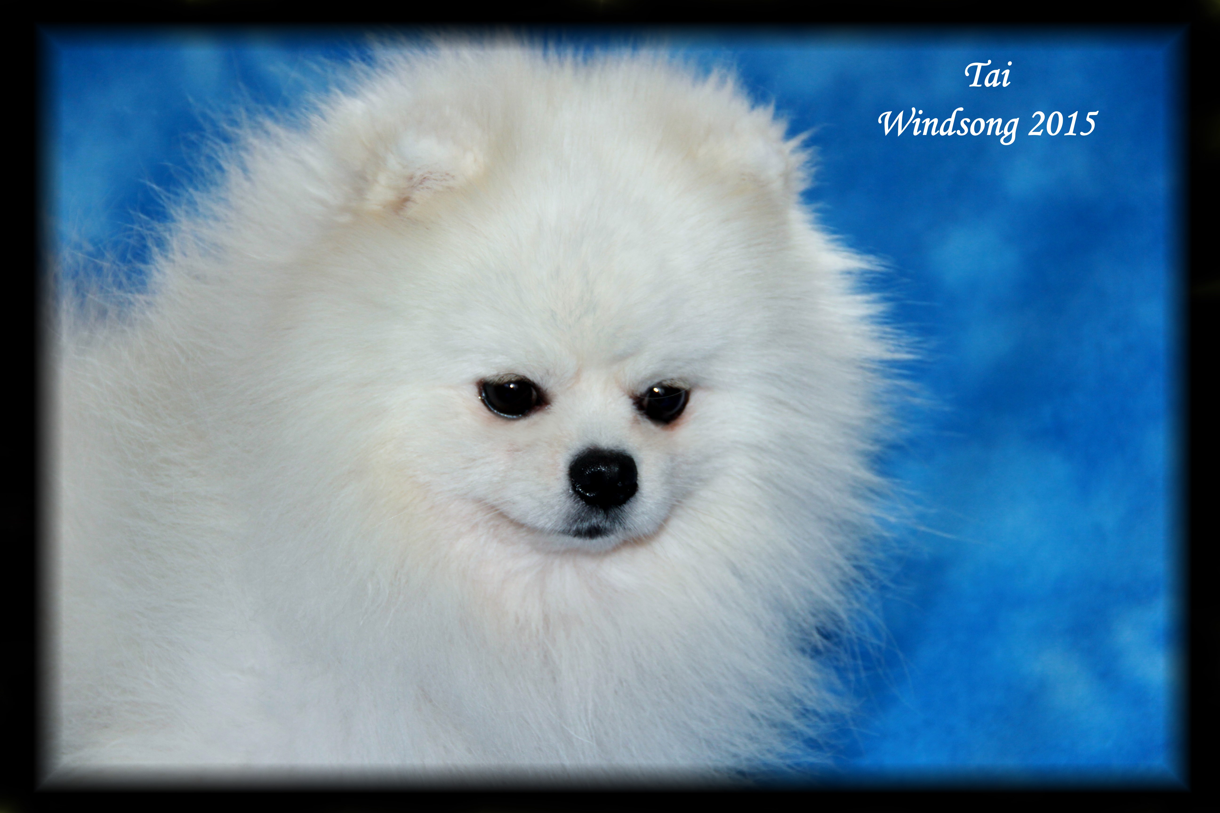 windsong pomeranians