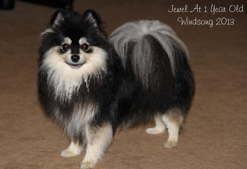 windsong pomeranians