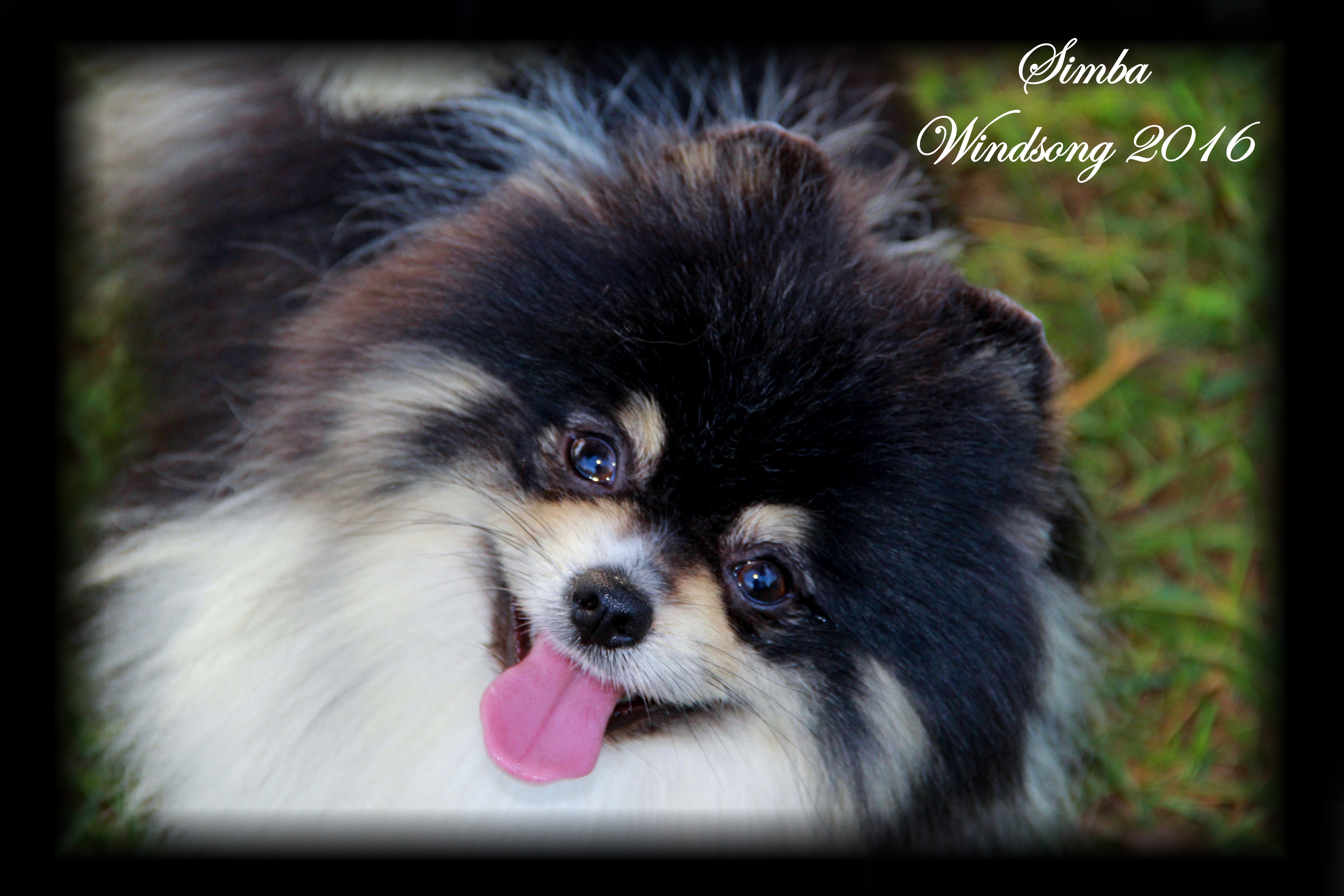 windsong pomeranians