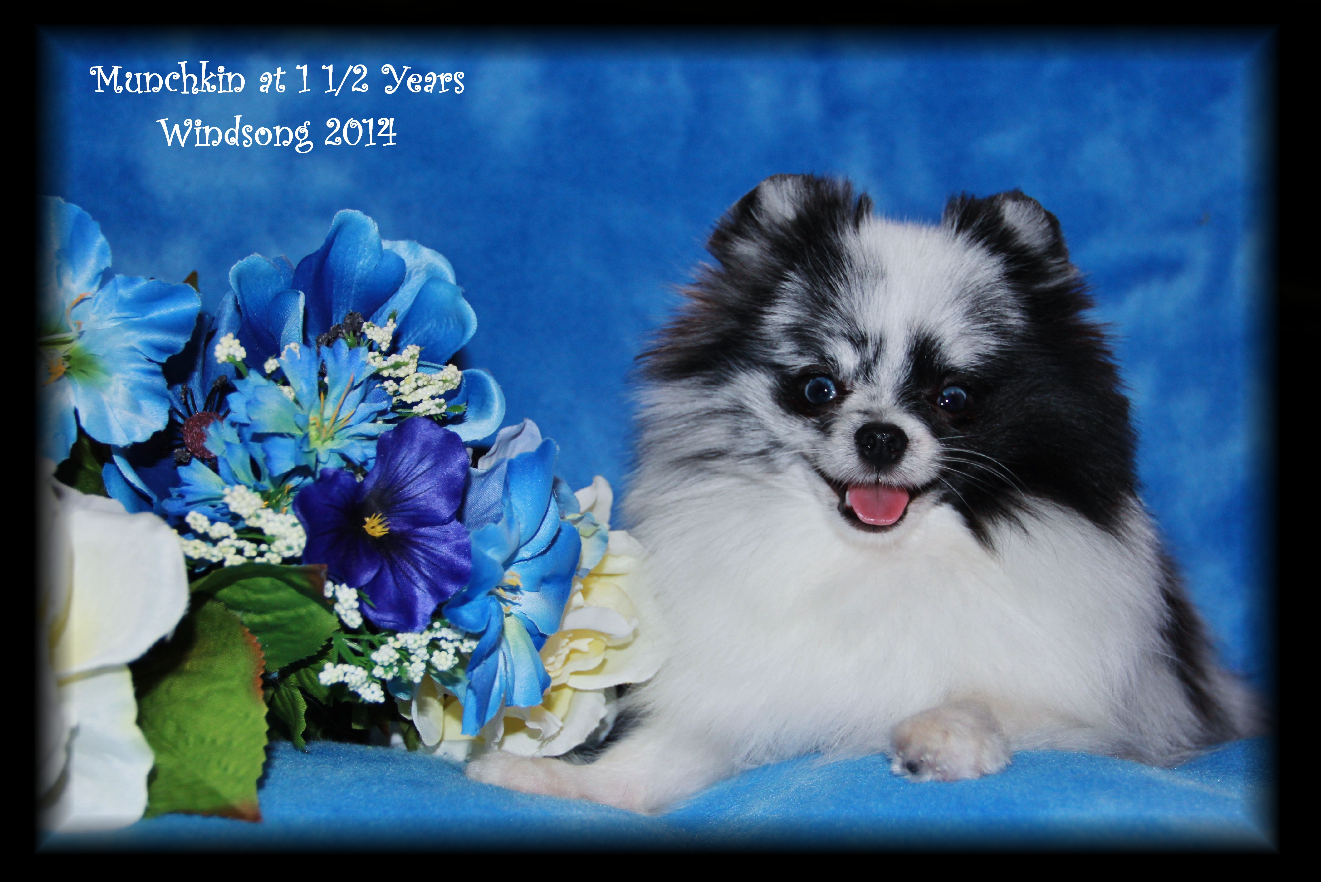 windsong pomeranians