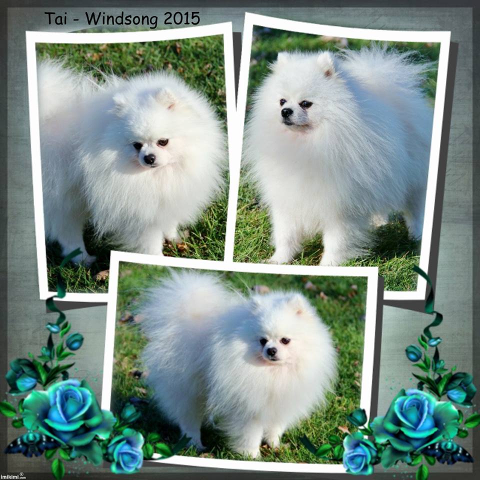 windsong pomeranians