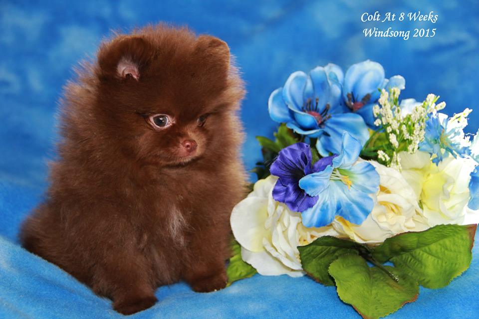 windsong pomeranians