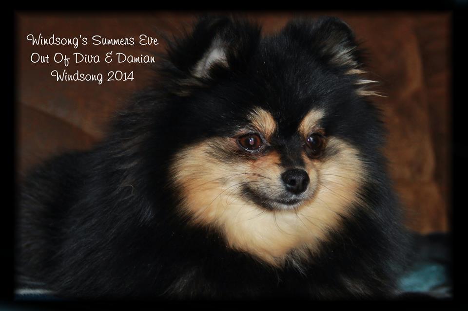 windsong pomeranians