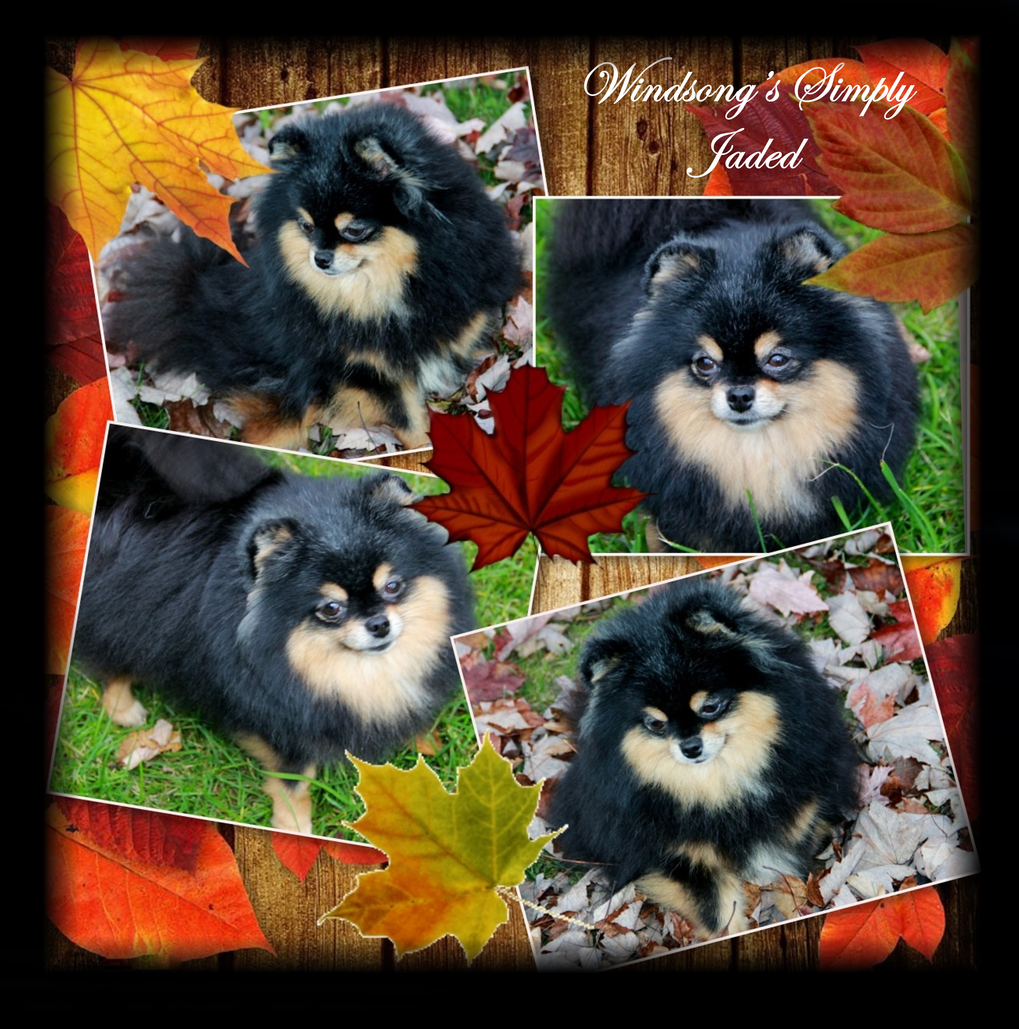 windsong pomeranians