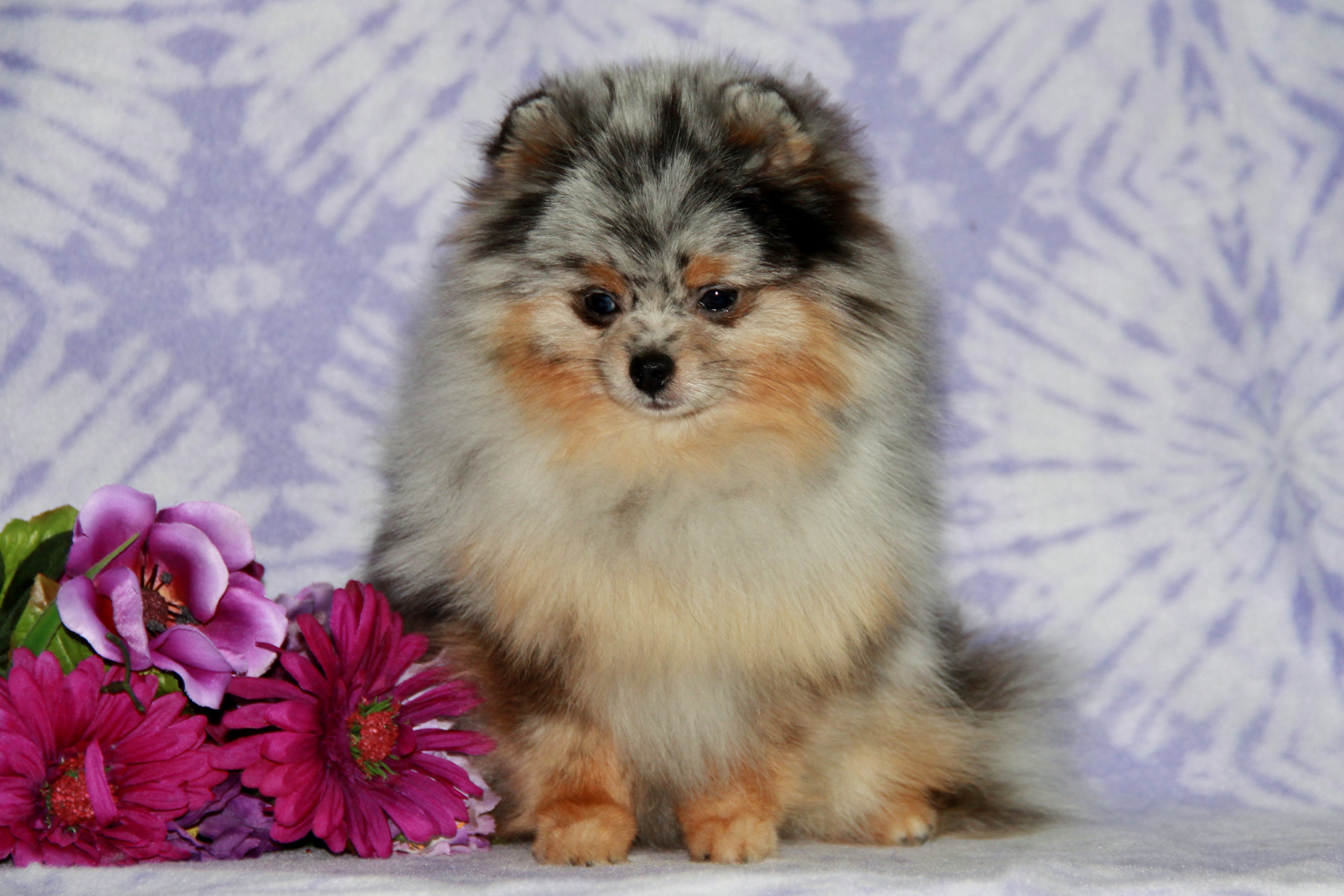 windsong pomeranians