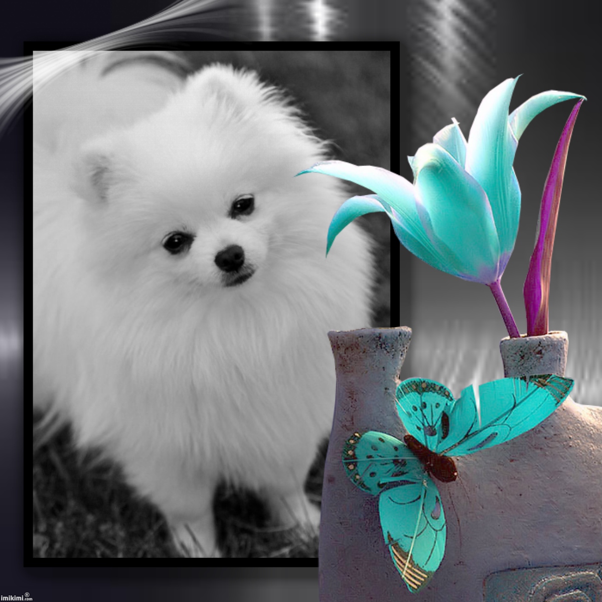 windsong pomeranians