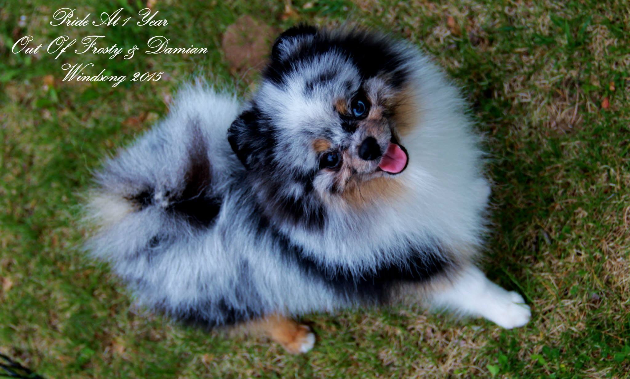 windsong pomeranians