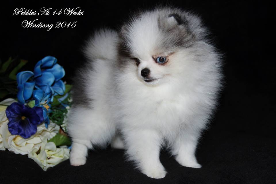 windsong pomeranians