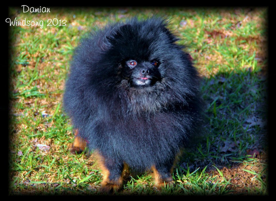 akita puppies near me for sale