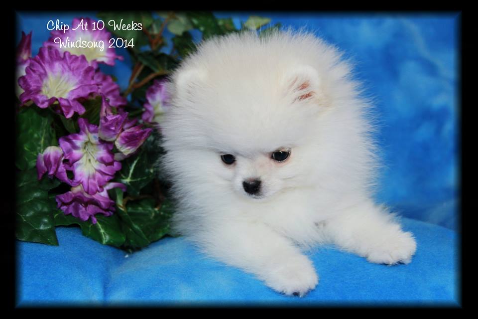 windsong pomeranians