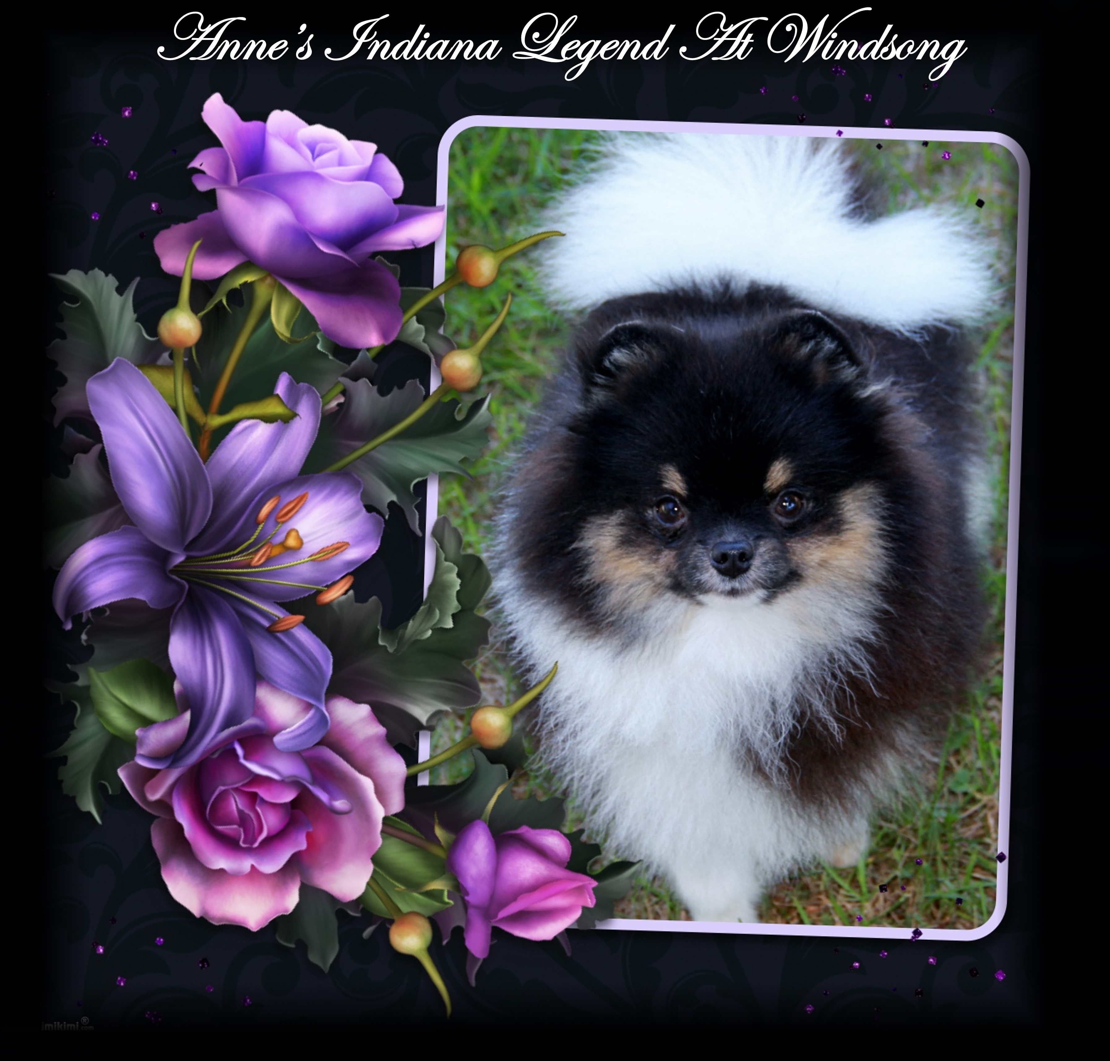windsong pomeranians