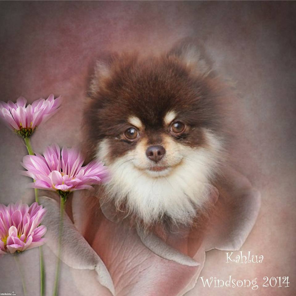 windsong pomeranians