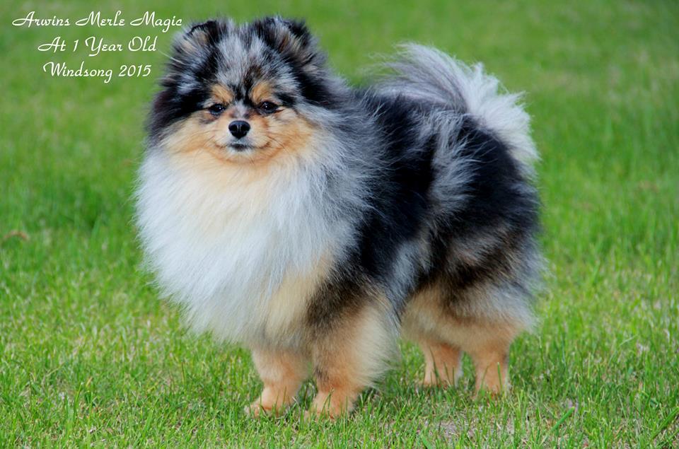 windsong pomeranians