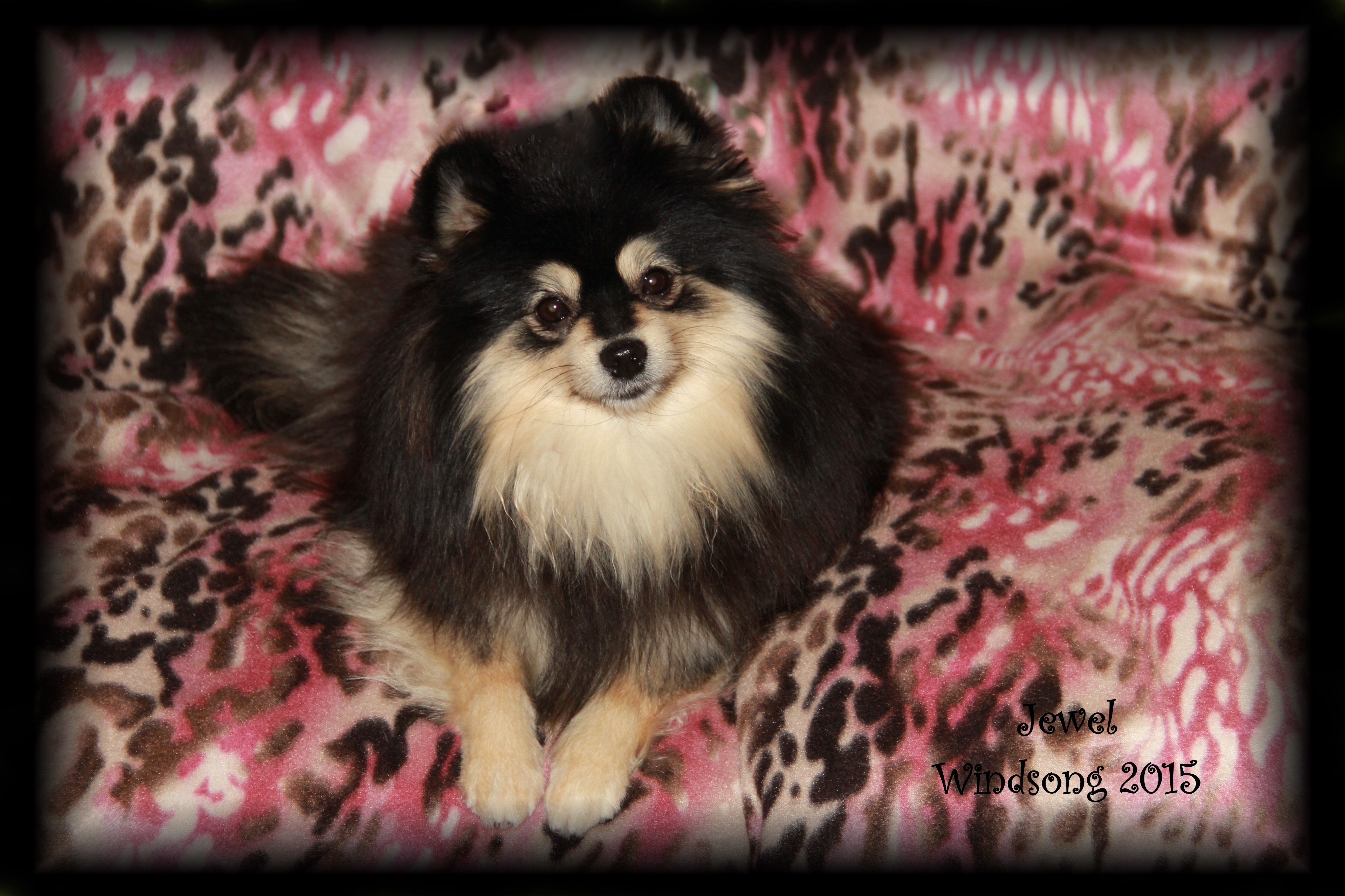windsong pomeranians