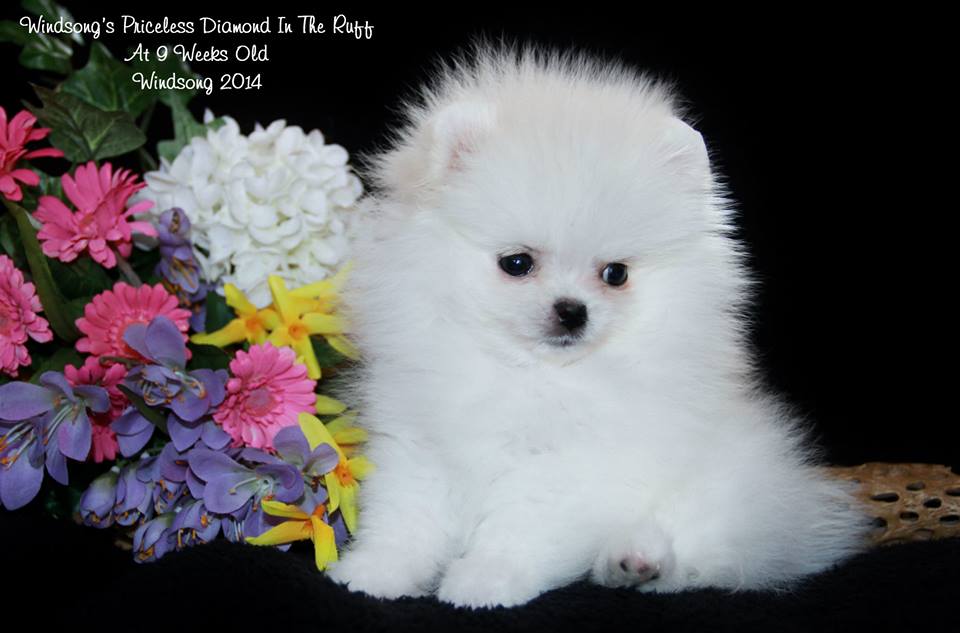 windsong pomeranians