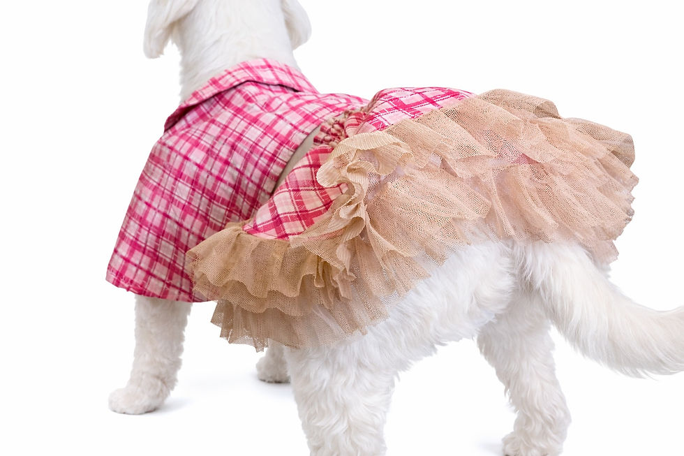 Stylish dog 2-piece set