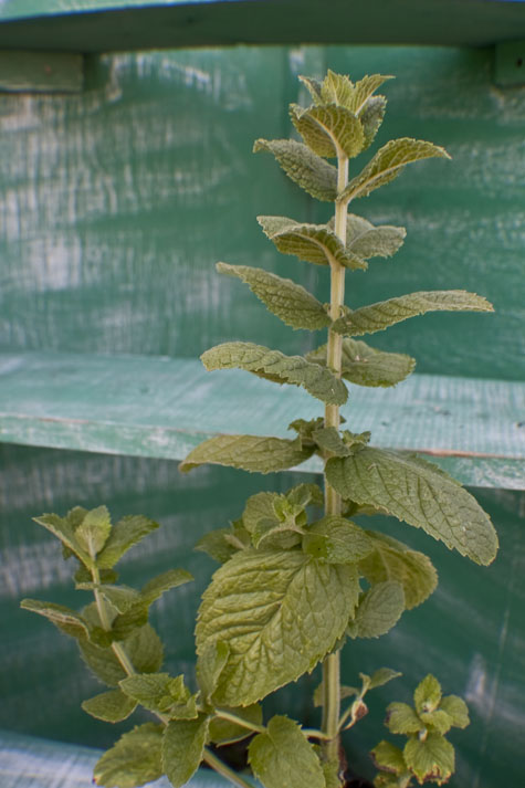 Apple Mint