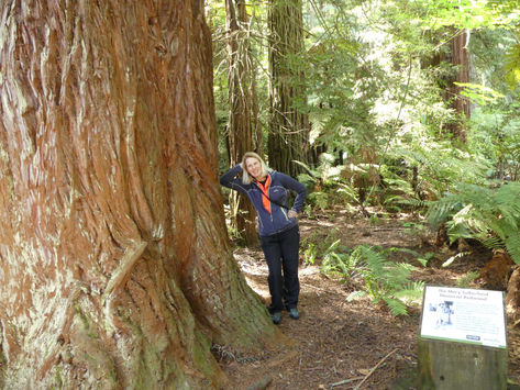 Treetops Walk, Redwoods, Rotorua