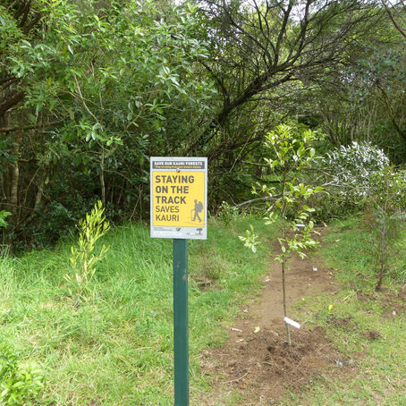 Kauri Tree