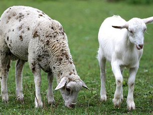 How Controlled Mating Boosts Profit In Goat And Sheep Farming