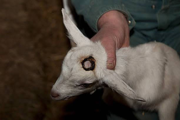 Common Disbudding Mistakes Farmers Make And How To Avoid Hurting Kids