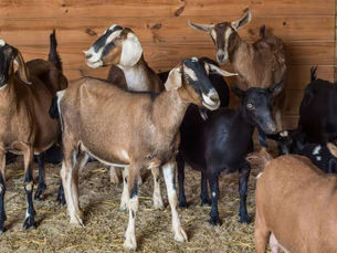 Essential Tips For Raising Healthy Nigerian Dwarf Goats