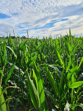 Corn Field.jpeg
