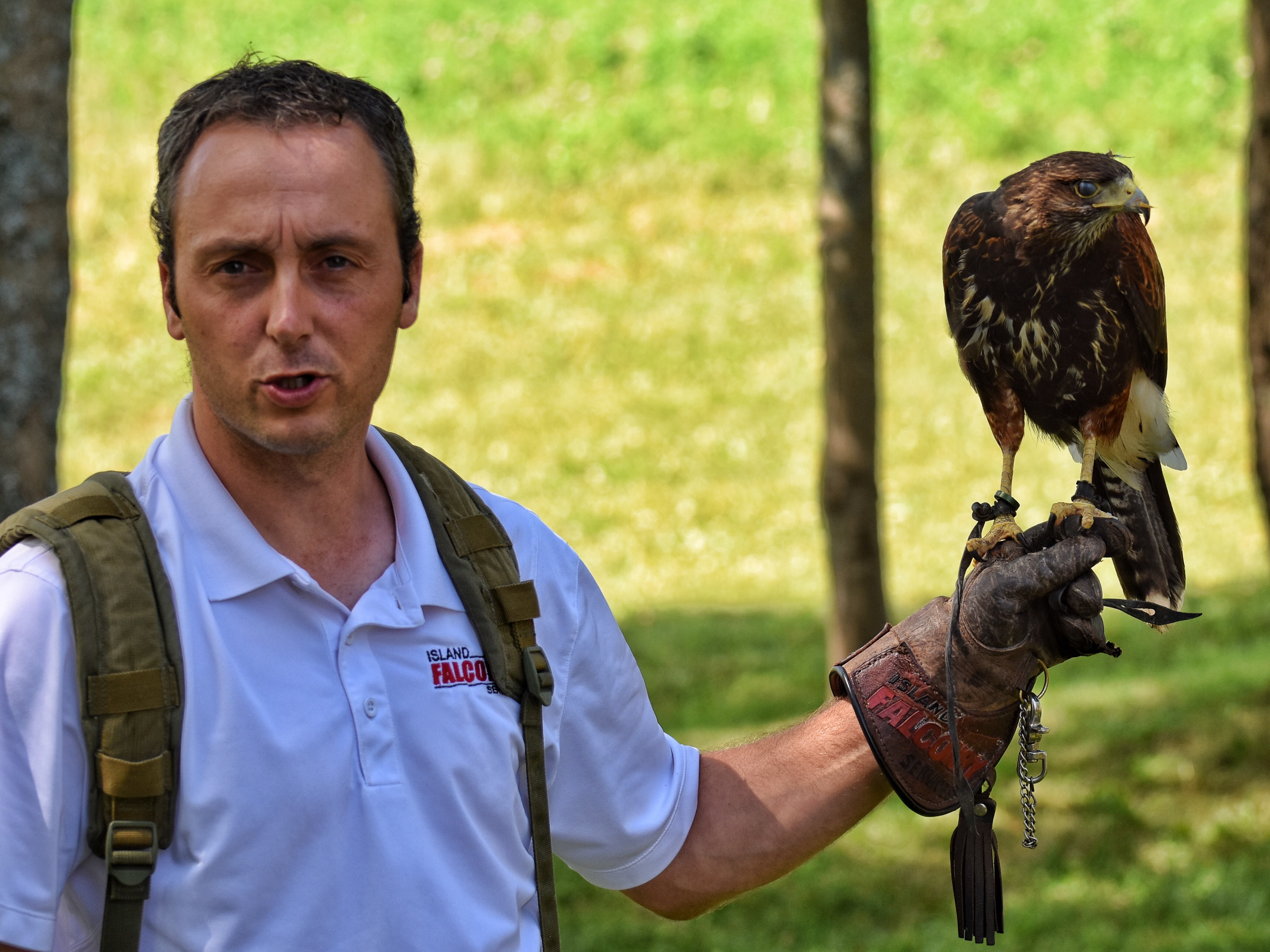 Falconery