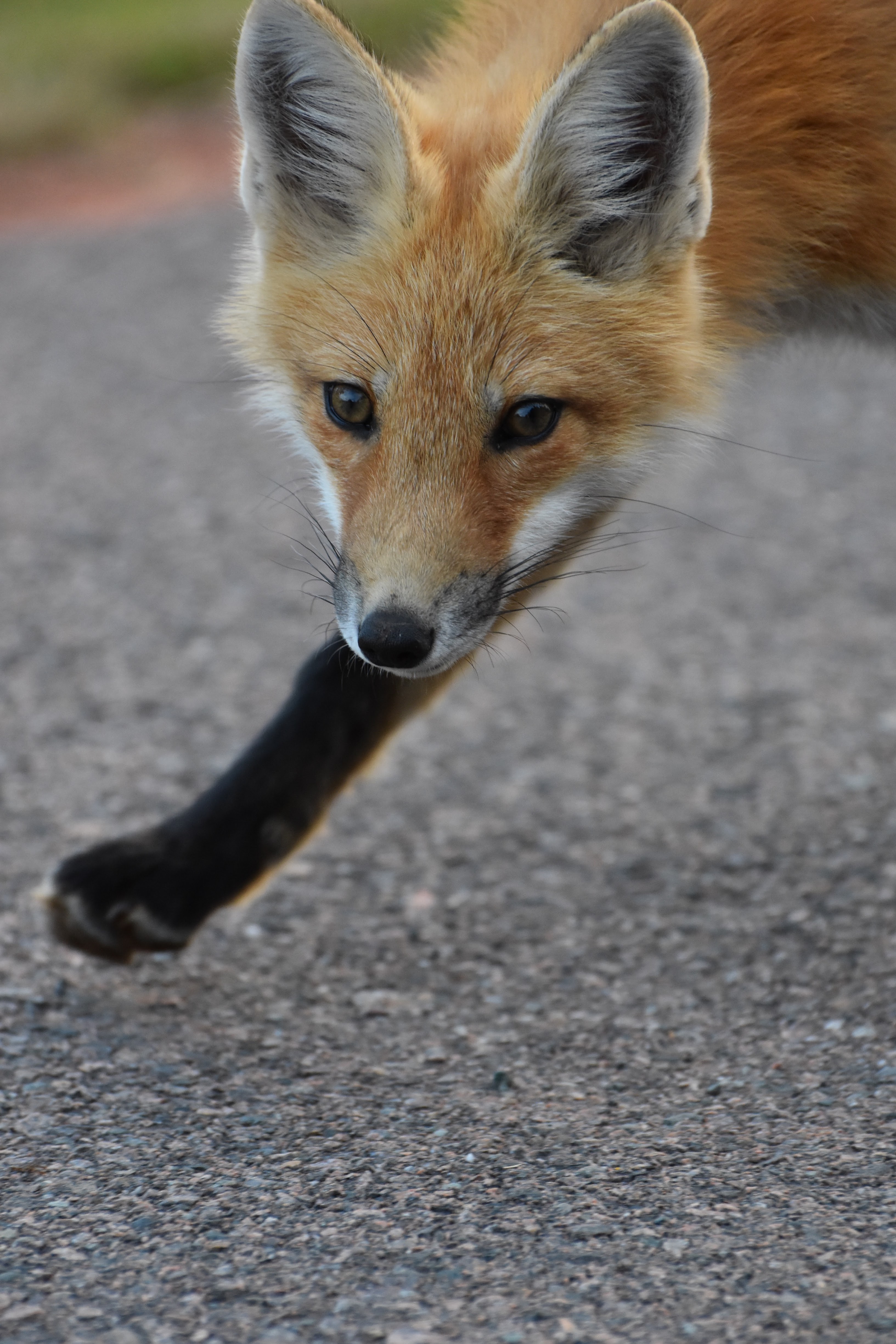 Fox